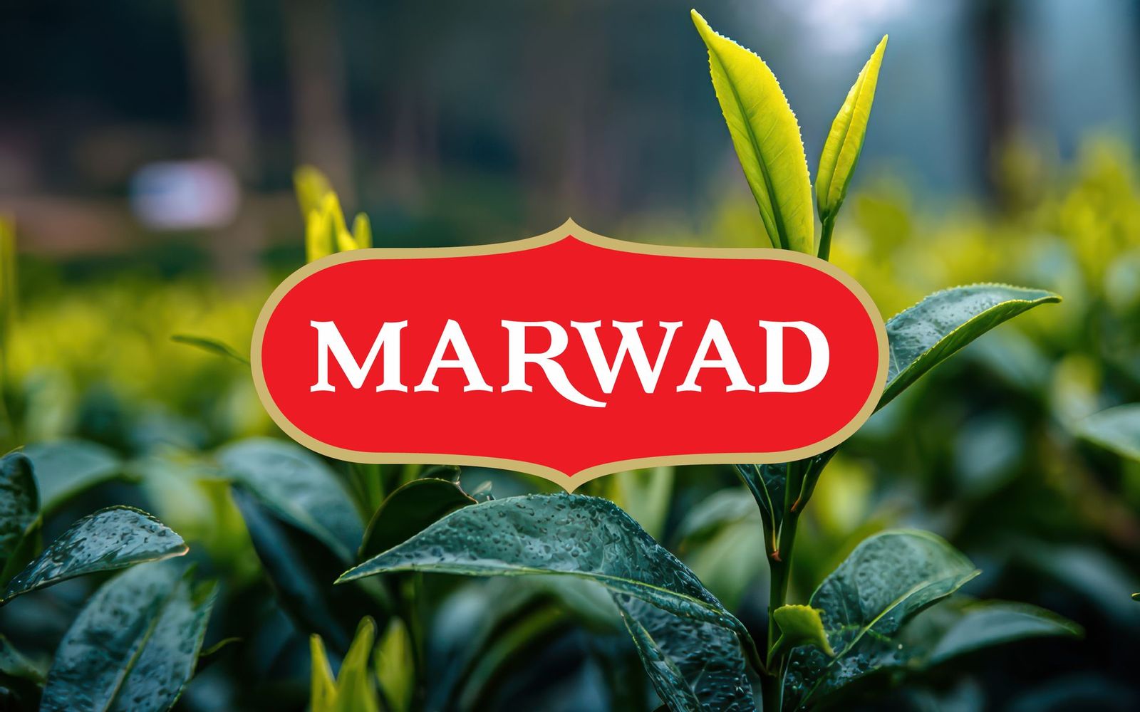 Marwad Tea logo on tea leaves