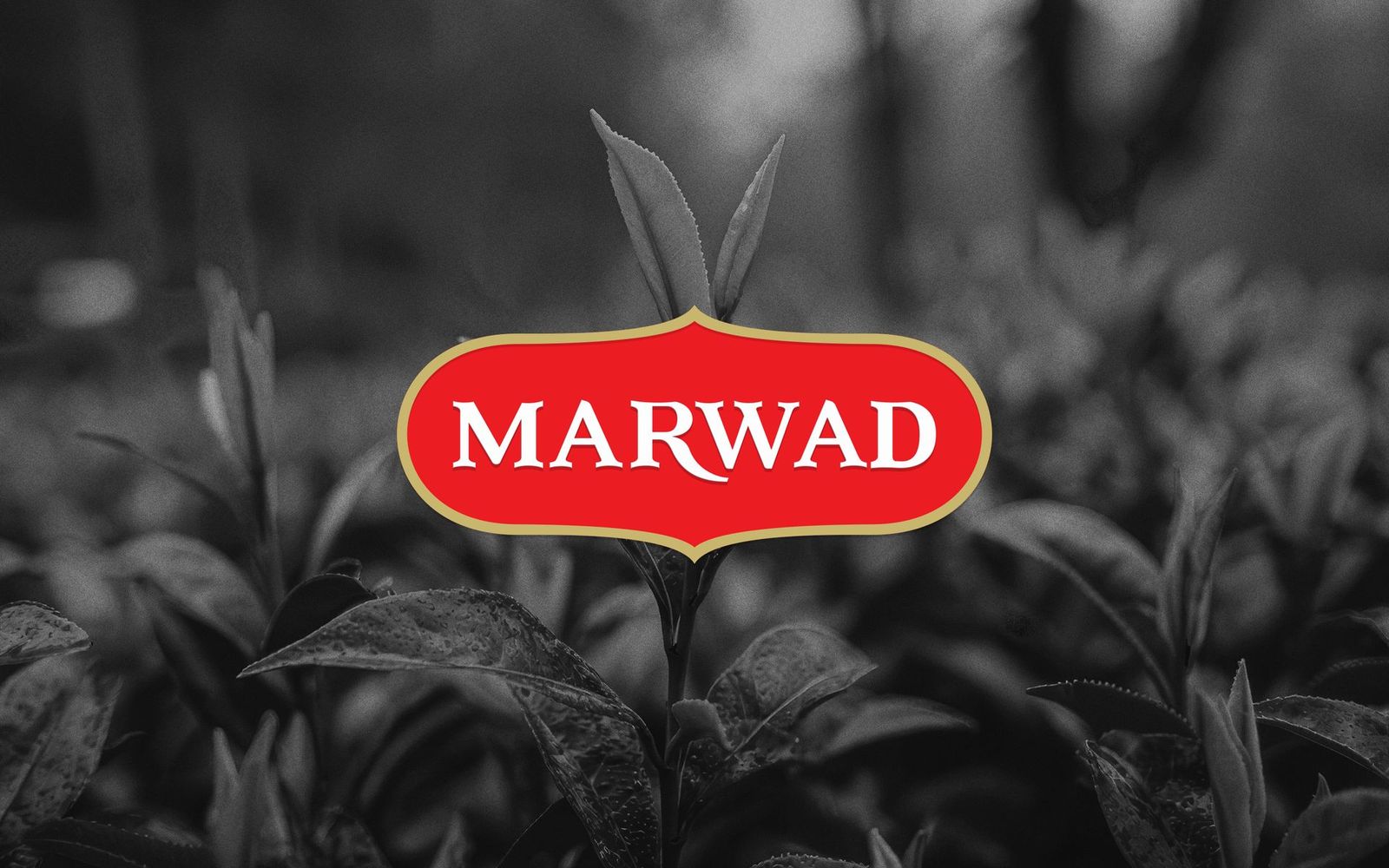 Marwad Tea logo in black and white